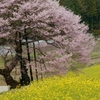 黒部のエドヒガン桜