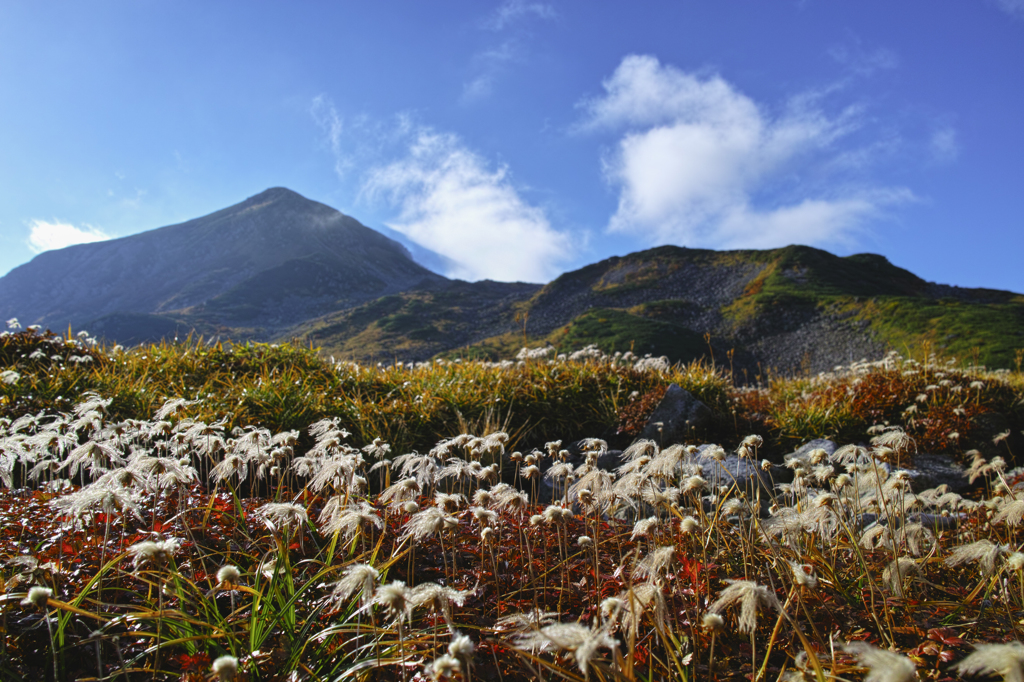 紅葉を求めて　浄土山～チングルマ