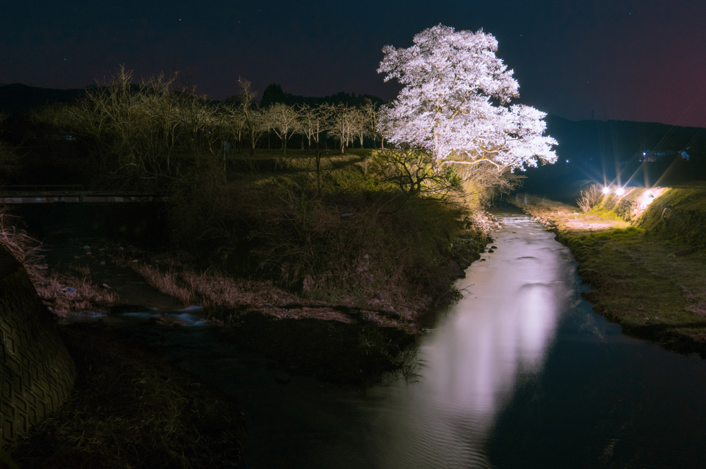 桜流るる川