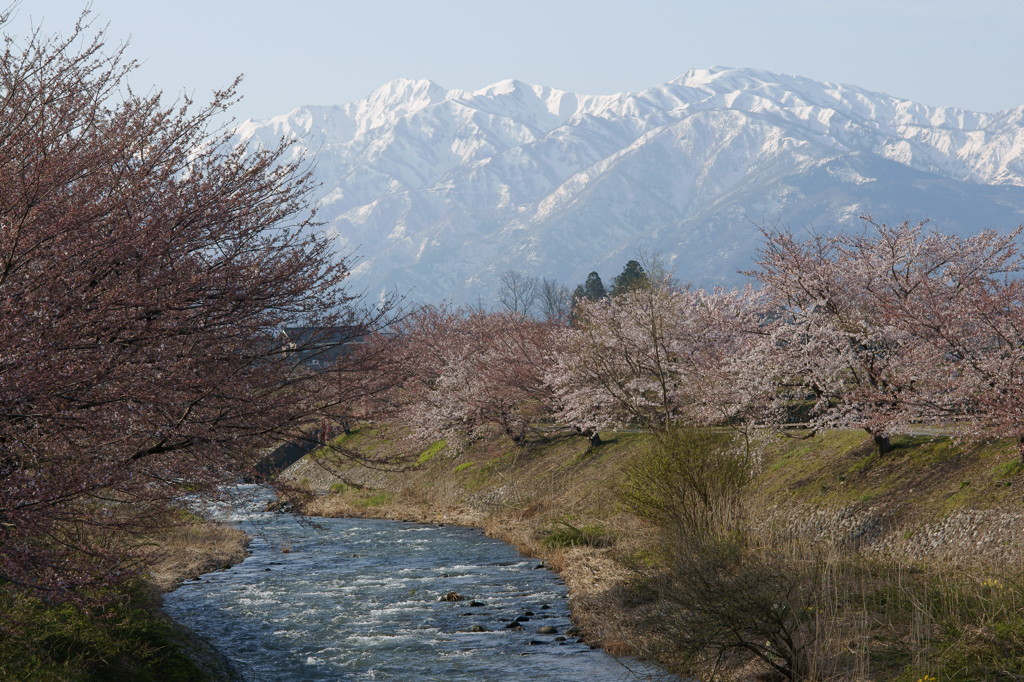 舟川べりから望む立山連峰