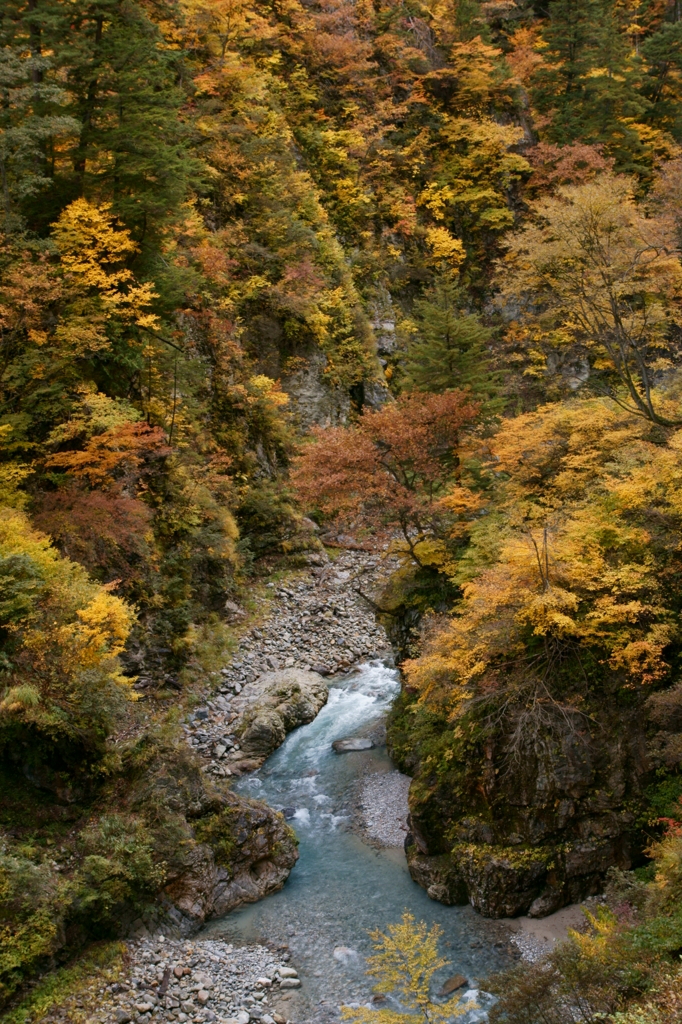 祖母谷の紅葉