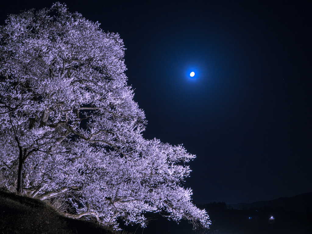 月桜