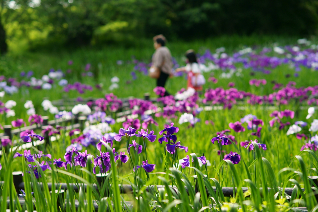 花散歩