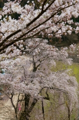 赤和観音のしだれ桜