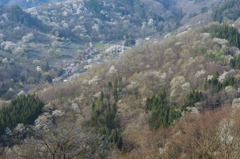 陸郷桜仙峡