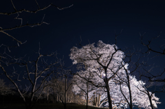 向野のエドヒガン　月夜