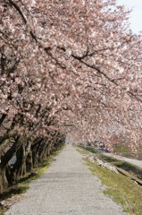 舟川べり　桜並木