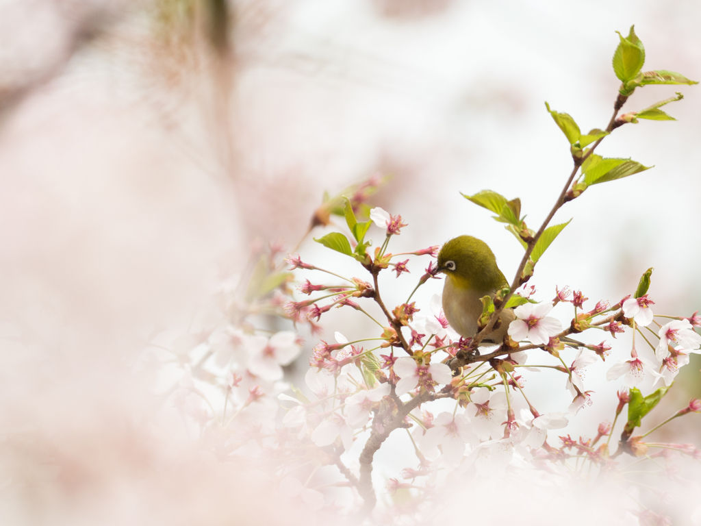 葉桜に変わる桜の中で