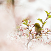 葉桜に変わる桜の中で