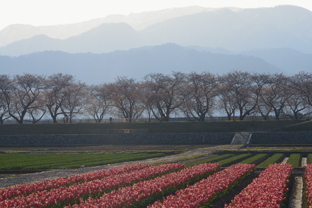 早朝の舟川べり