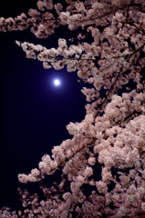 『月明かりでお花見』