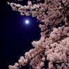 『月明かりでお花見』