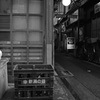 立石の白猫