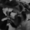神田の黒猫