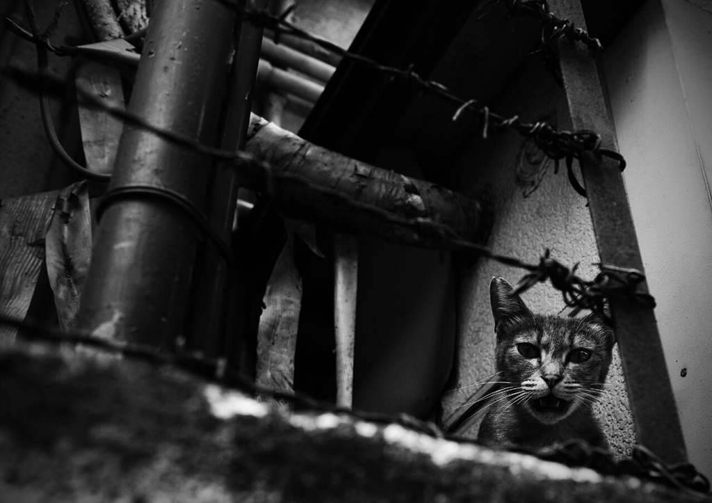 Tokyo alley cat