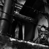 Tokyo alley cat