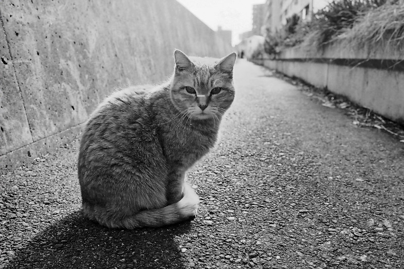 鶴見川の猫