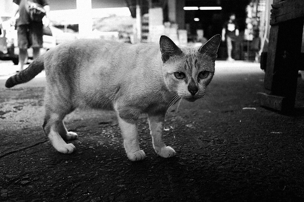 Bangkok