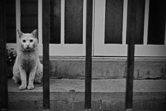 錦糸町の猫