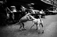 Bangkok③
