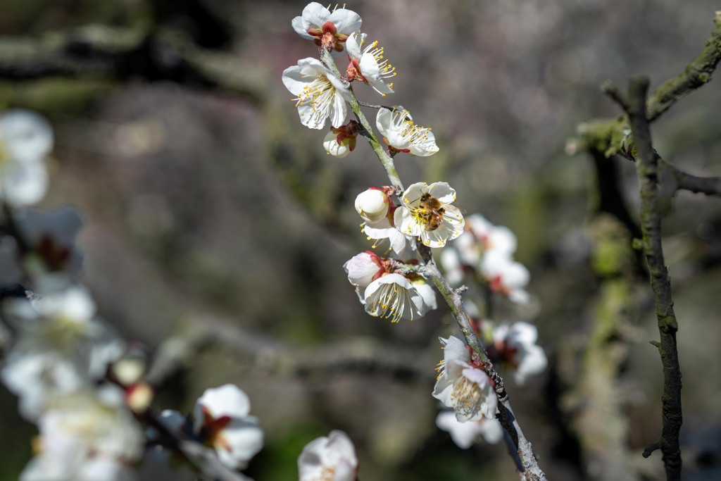 s.shot-0081(A110827)