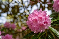 _7CR0941