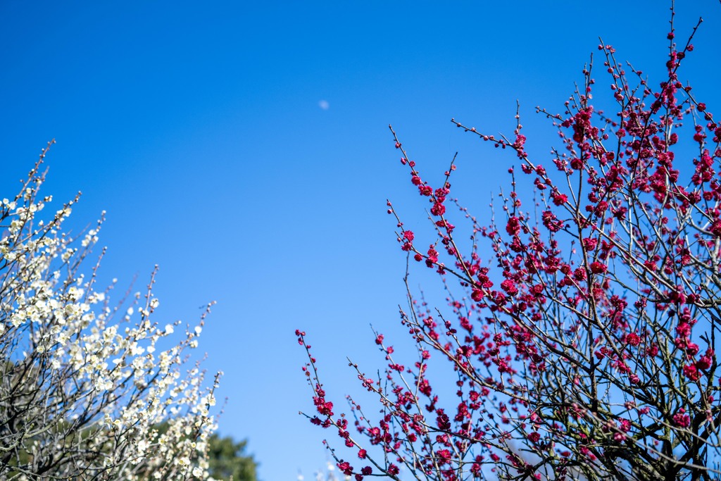 s.shot-0085(A110830)