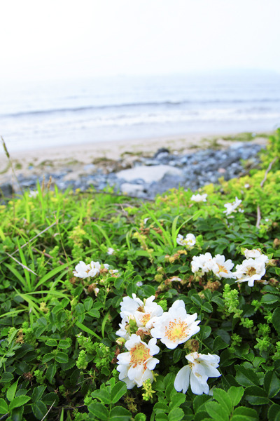 磯の花