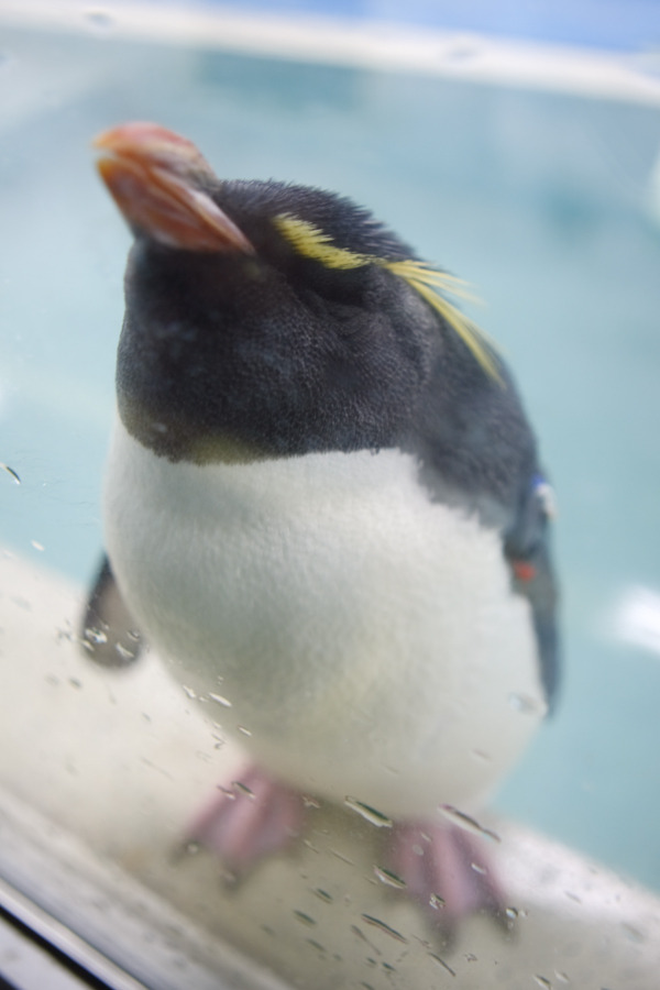 penguin