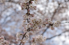 春爛漫②