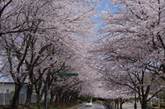 桜満開①