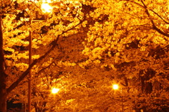 夜桜きれいだなぁ①