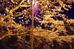 夜桜きれいだなぁ③