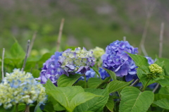 夏の思ひ出⑤