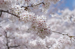 桜満開②