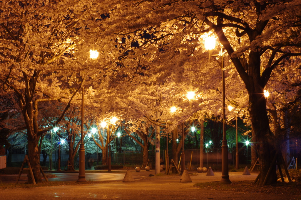 夜桜きれいだなぁ②