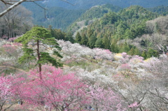 青梅　梅の公園