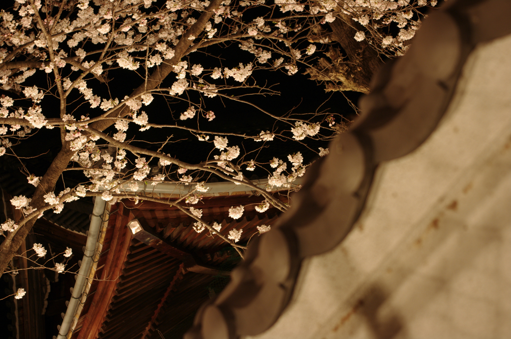 春の夜。