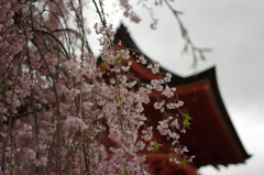 仁王門と桜
