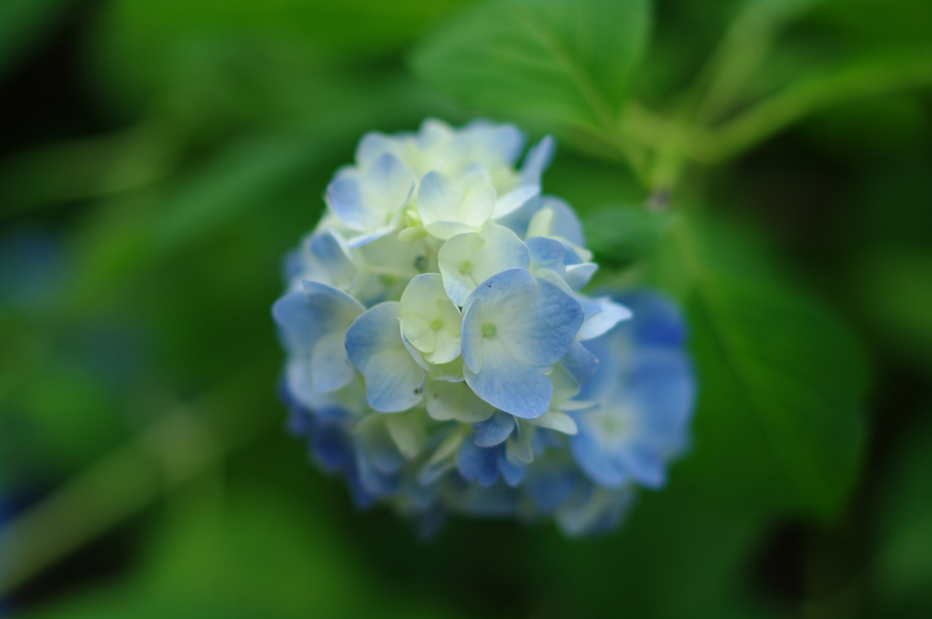 淡青