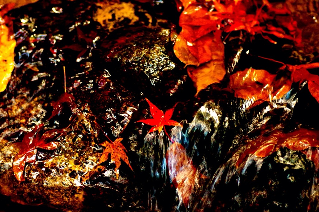 水紅葉