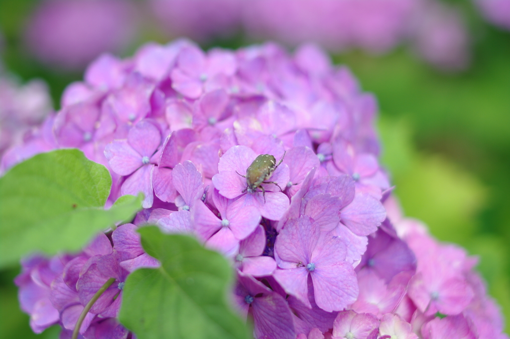 花のベッド