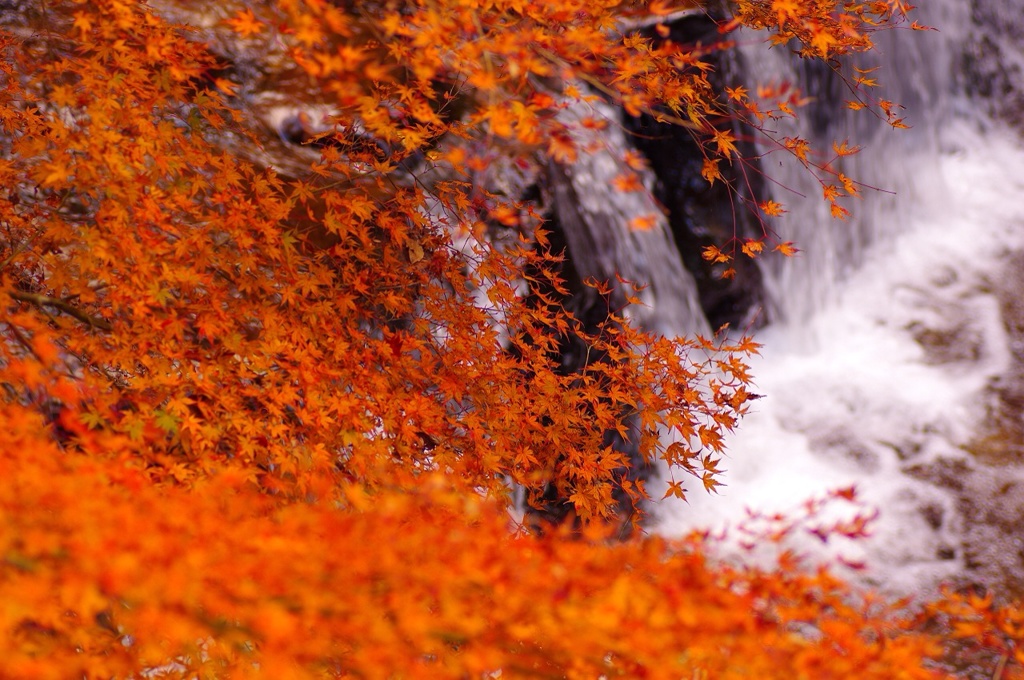 紅葉の川