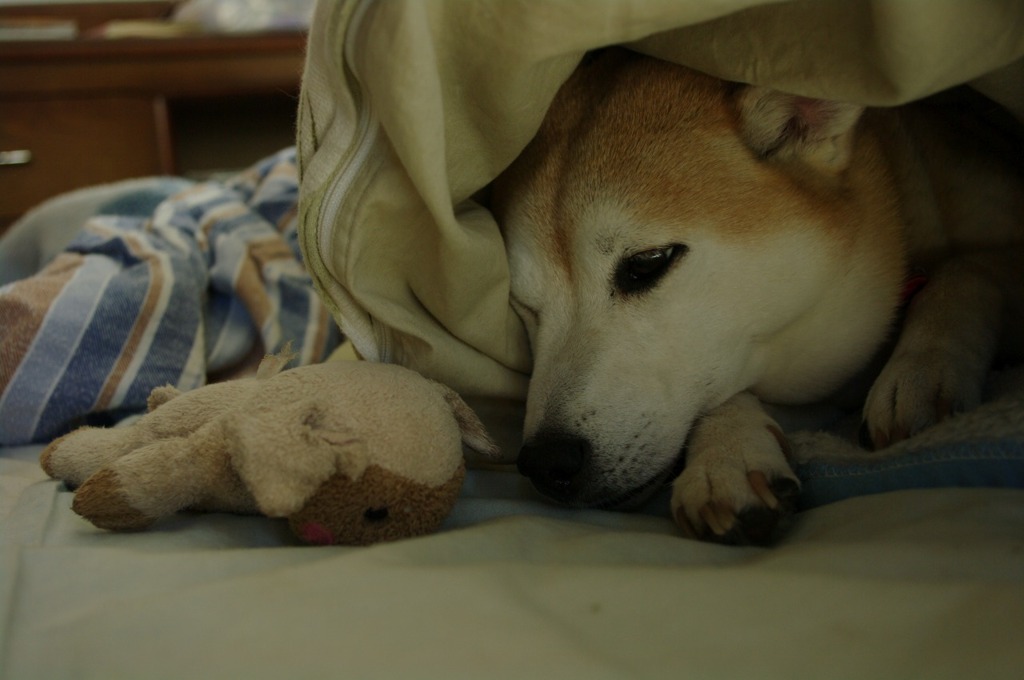 うとうと。