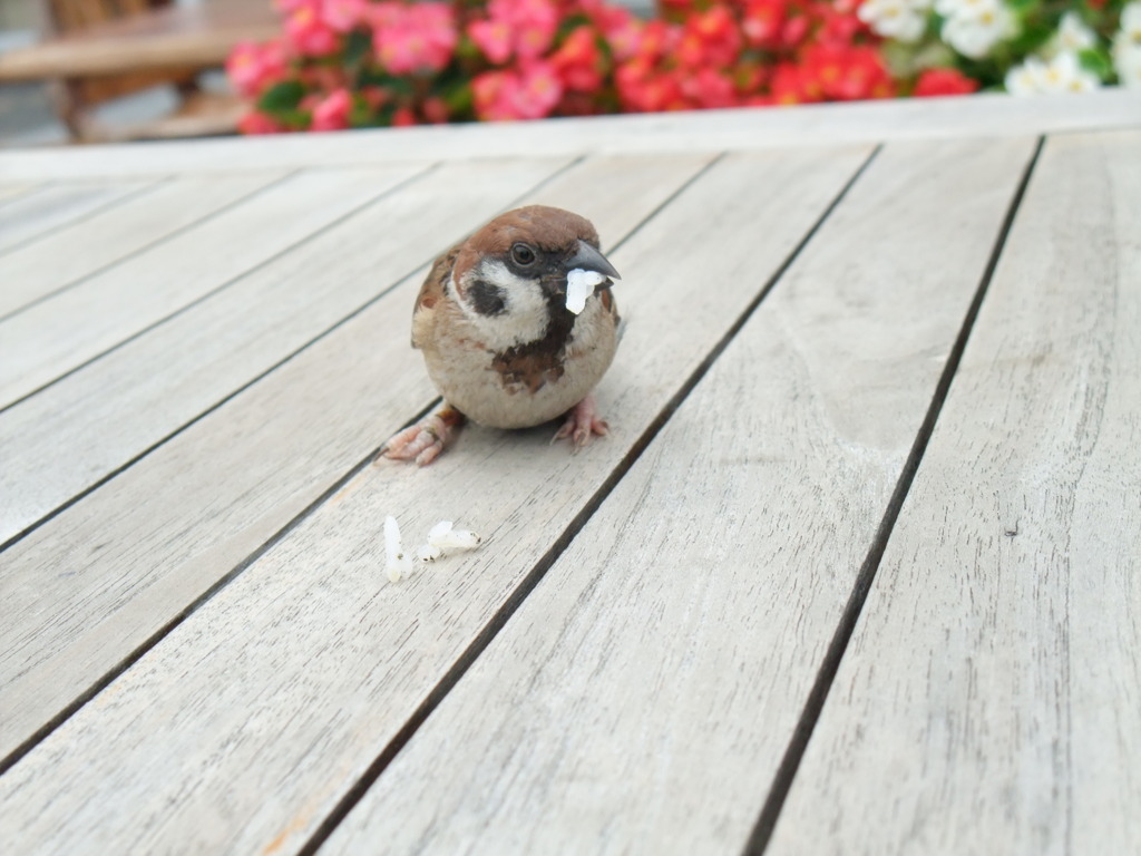 ぼくのごはん。
