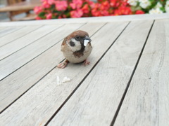 ぼくのごはん。