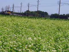 鉄道心と秋の蕎麦