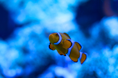 Finding Nemo
