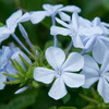 実家の花２