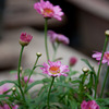 実家の花３